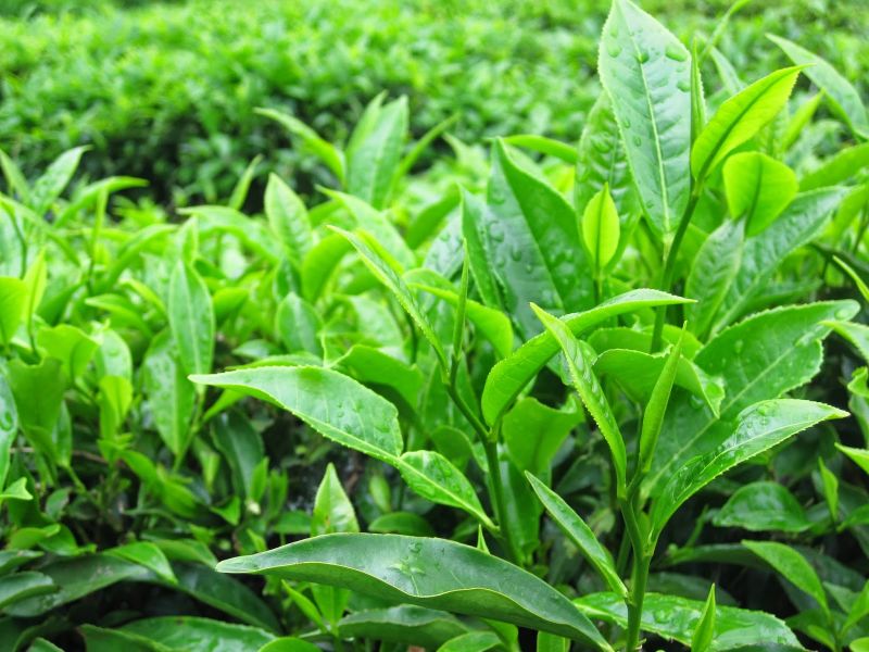 Hoang mang thị trường bột trà xanh matcha nhái