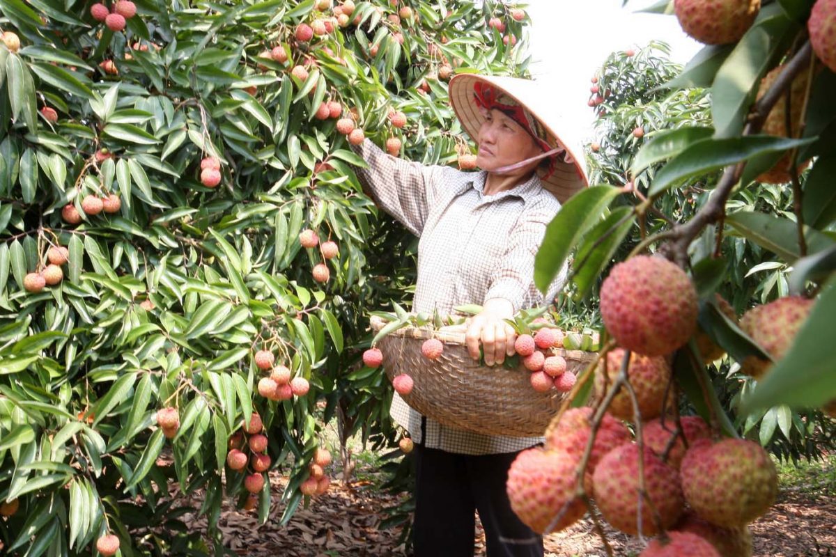 Nhật Bản muốn nhập khẩu nhiều trái cây nhiệt đới của Việt Nam